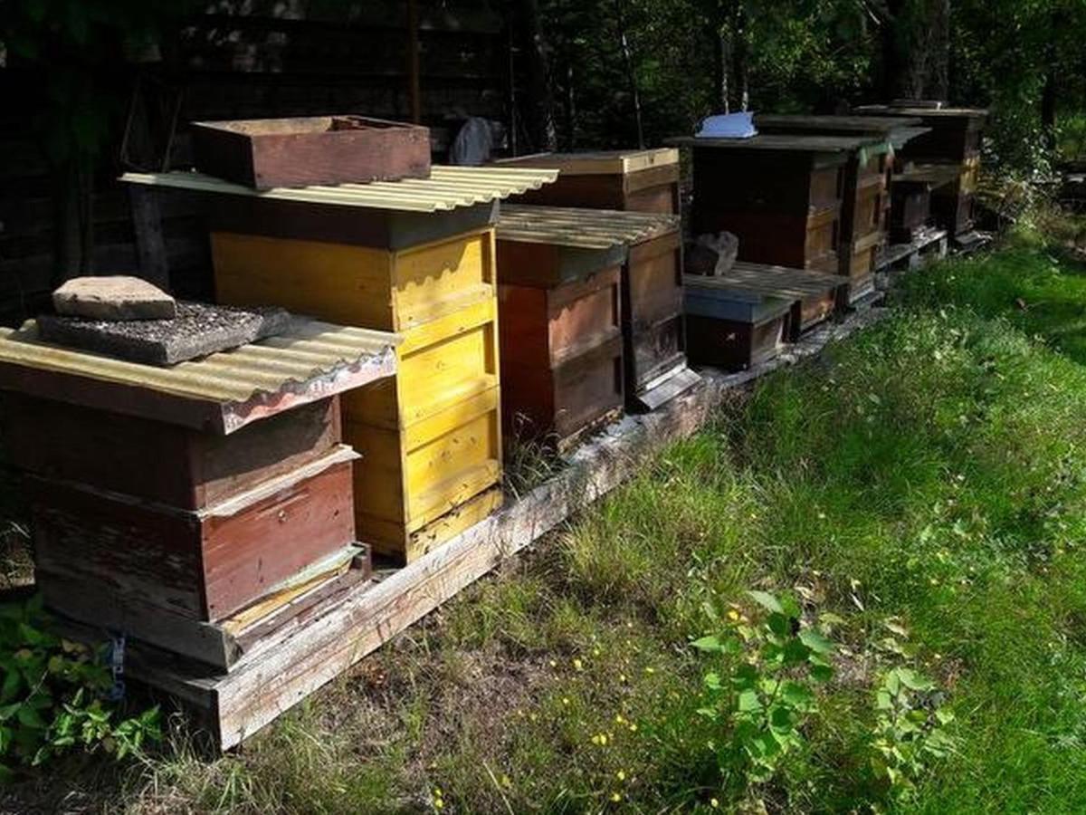 Appartamento Haus Zur Bienenweide Schömberg Esterno foto