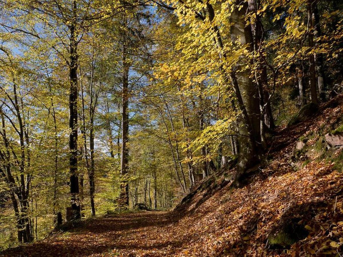 Appartamento Haus Zur Bienenweide Schömberg Esterno foto